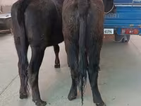 গাভী, এবার্ডিন-অ্যাঙ্গাস — ছবি 5