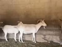 ছাগী, Pomellata goat — ছবি 1