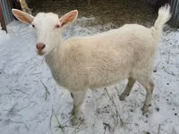 ছাগী, Saanen goat — ছবি 1