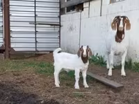 Cabra, Saanen goat — foto 4