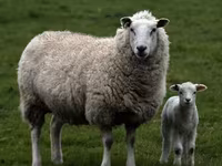 كبش, Edilbay sheep — الصورة 5