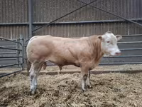 Bulle, Blonde d’Aquitane cattle — Foto 2
