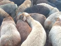 كبش, Edilbay sheep — الصورة 1