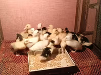 Ducks — ছবি 2