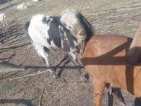 Cabro, Nubian Goat — foto 2