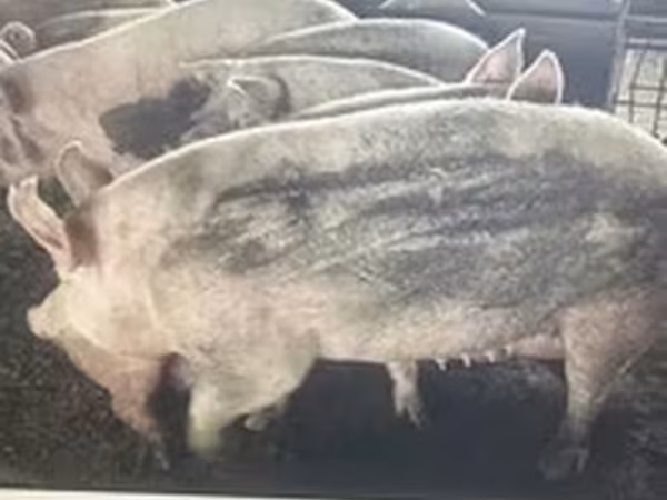 หมู