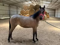 घोड़ी, Rocky Mountain Horse — फ़ोटो 8