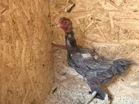 Chickens — ছবি 5