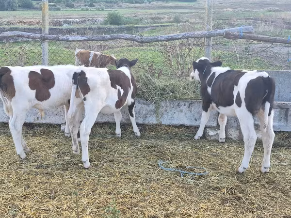 ষাঁড়, গরু