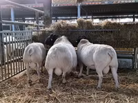 ভেড়ার পাঁঠা, Dorper sheep — ছবি 4