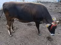 सांड, अलाताऊ नस्ल — फ़ोटो 5