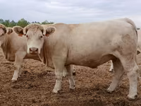 গাভী, Charolais cattle — ছবি 4