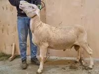 ভেড়ার পাঁঠা, Lacaune sheep — ছবি 1