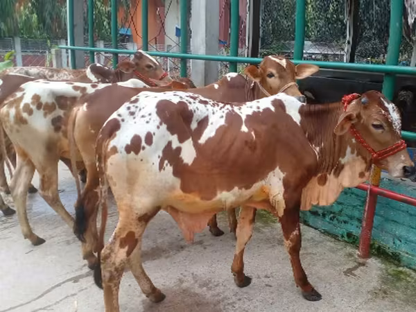 ষাঁড়, গরু — বাংলাদেশ