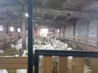 Cabro, Boer goat — foto 8