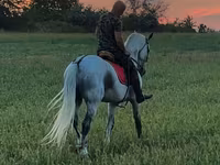 公马, Horses — 照片 3
