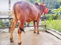 ষাঁড়, গরু — ছবি 3