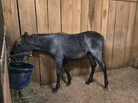 घोड़ी, Rocky Mountain Horse — फ़ोटो 8
