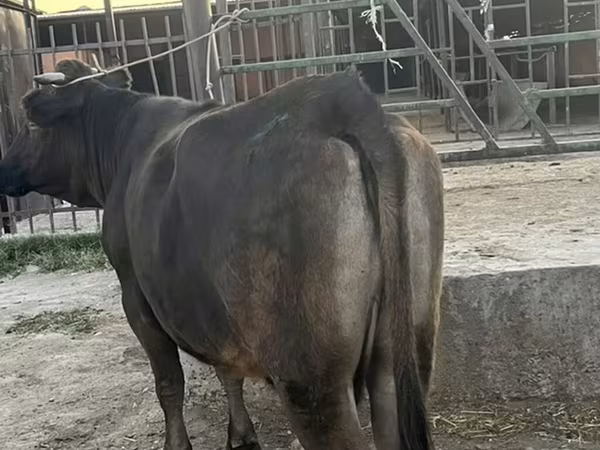 গাভী, গরু