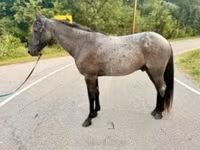 Caballo, Brandenburger — foto 4
