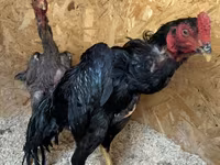 Chickens — ছবি 2