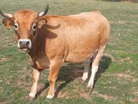 গাভী, Aubrac cattle — ছবি 6