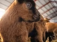 Cabra, Saanen goat — foto 7