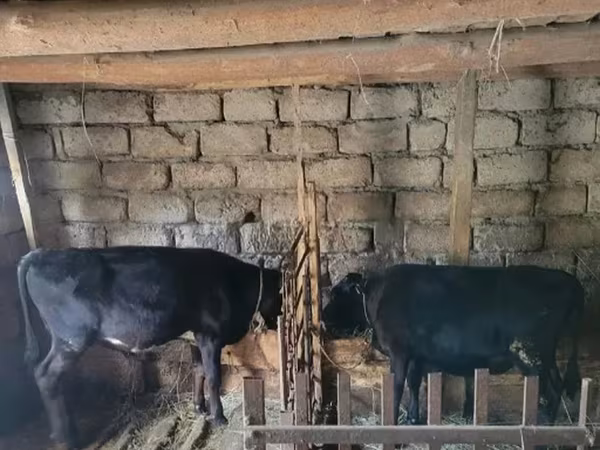 ثور, الماشية