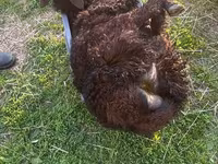 كبش, Kuibyshev sheep — الصورة 8