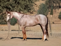 حصان, National Show Horse — الصورة 6