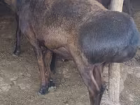 公羊, Hissar sheep — 照片 1