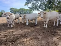 গাভী, Charolais cattle — ছবি 7