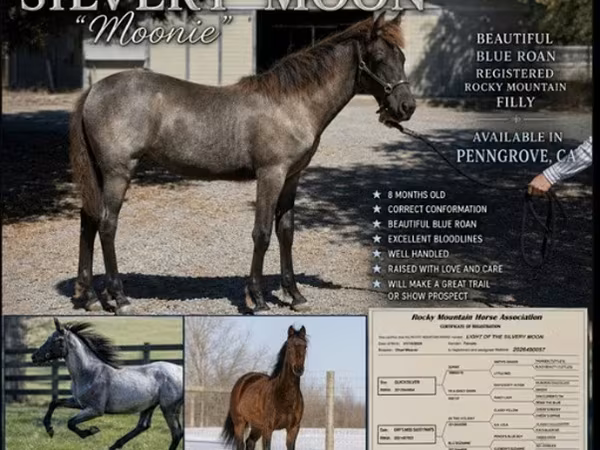 घोड़ी, Rocky Mountain Horse