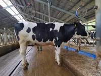 Kuh, Holstein-Rasse — Foto 3