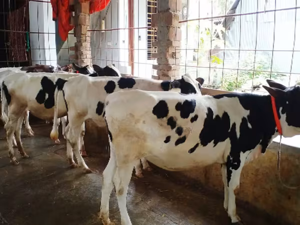 গাভী, গোলস্টাইন জাত — বাংলাদেশ