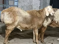 كبش, الأغنام — الصورة 1