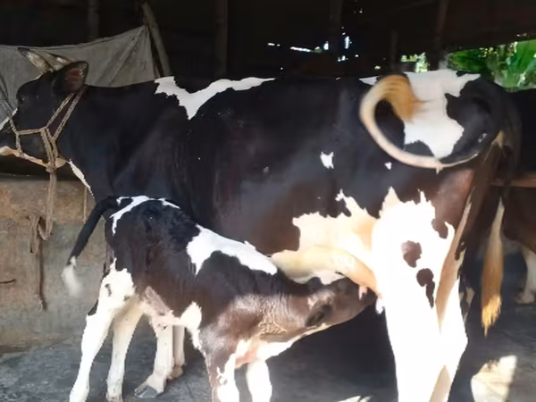 গাভী, বিফালো — বাংলাদেশ