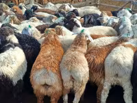 كبش, Kuibyshev sheep — الصورة 5