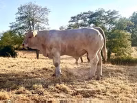 ষাঁড়, Charolais cattle — ছবি 1