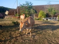 Kuh, Jersey-Rasse — Foto 2