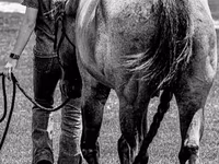 Hengst, Quarter Horse — Foto 6