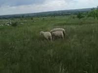 كبش, Merino sheep — الصورة 7
