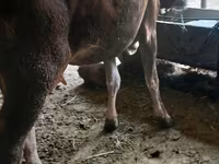 गाय, अलाताऊ नस्ल — फ़ोटो 3