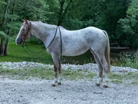 Stute, Quarter Horse — Foto 1