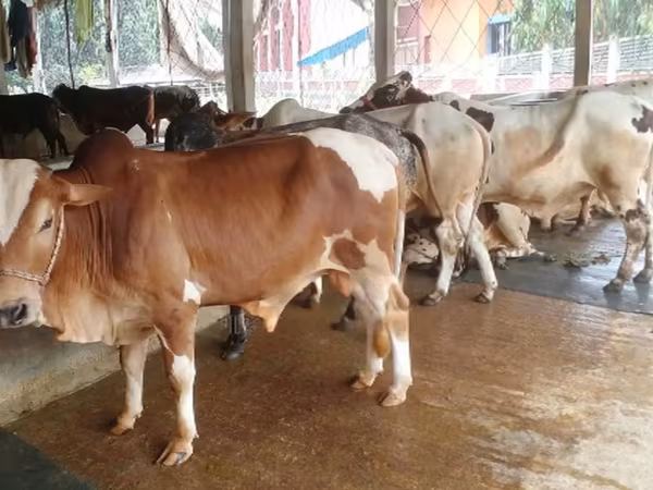 ষাঁড়, বিফালো — বাংলাদেশ
