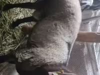 كبش, Rhon sheep — الصورة 1