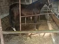 घोड़ी, Friesian sport horse — फ़ोटो 6