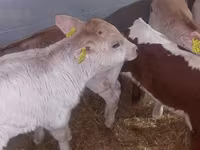 Toro, Simmental cattle — foto 6