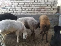 ভেড়ার পাঁঠা, ভেড়া — ছবি 2