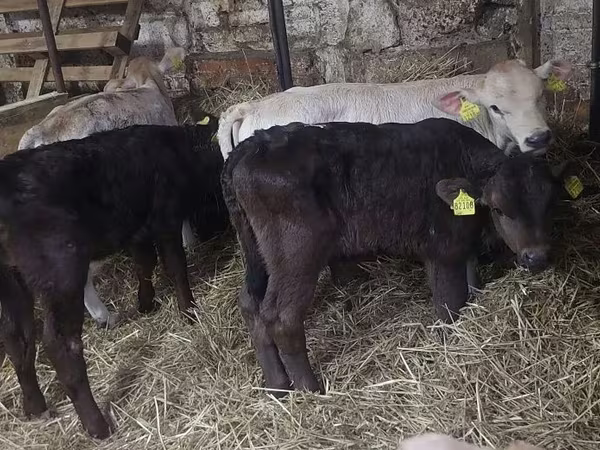 Toro, Simmental cattle